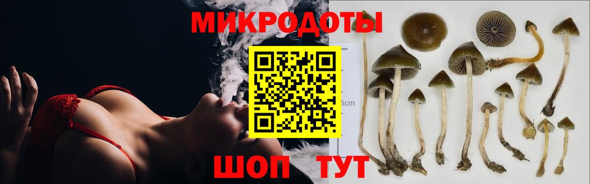 Псилоцибиновые грибы Cubensis Энгельс